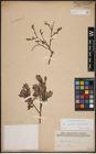 Foto von Salix aurita L. x Salix myrtilloides L.